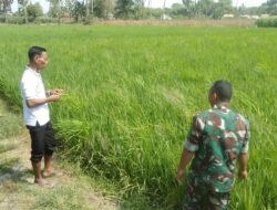 Sinergi TNI dan Petani: Babinsa Bontonompo Selatan Motivasi Poktan Bengo Jaya untuk Panen Maksimal