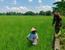 Dukung Ketahanan Pangan, Babinsa Tamallayang Dampingi Petani Bersihkan Pematang Padi 45 Are