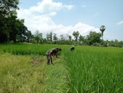 Sukseskan Ketahanan Pangan, Babinsa Bontonompo Kawal Padi Cikawaseng Milik Kelompok Tani Campagaya