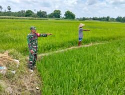 Dukungan Penuh! Babinsa Bontolangkasa Selatan Motivasi Petani, Kawal Padi Tanam Manual dengan Irigasi Sumur Bor