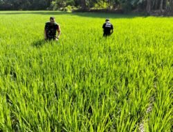Pastikan Produktivitas Padi Tadah Hujan, Babinsa Gowa Kawal Lahan di Salajangki