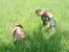 Babinsa Koramil 1409-01/Somba Opu Dampingi Petani dalam Pemeliharaan Padi di Kelurahan Samata