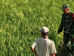 Koramil 1409-06/Bajeng Dorong Peningkatan Hasil Padi Lewat Pendampingan Langsung di Sawah