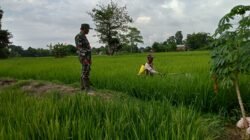 Jaga Stabilitas Pangan, Babinsa Romanglasa Dampingi Petani Lakukan Penyemprotan Padi Cikawaseng di Lahan 40 Are