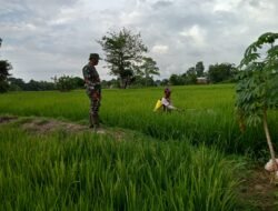Jaga Stabilitas Pangan, Babinsa Romanglasa Dampingi Petani Lakukan Penyemprotan Padi Cikawaseng di Lahan 40 Are