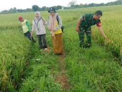 Tingkatkan Hasil Pertanian Gowa, Babinsa Bontonompo Motivasi Petani Jaga Irigasi dan Kebersihan Pematang Sawah