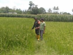TNI Hadir di Sawah, Babinsa Bontonompo Selatan Pastikan Lahan 28 Hektare Poktan Subur Padi Pajajaran Terpantau Optimal