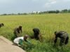 Dukung Swasembada Pangan, Babinsa Bajeng Dampingi Petani Bersihkan Pematang Padi Inpari 32