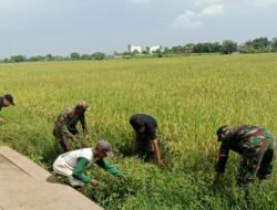 Dukung Swasembada Pangan, Babinsa Bajeng Dampingi Petani Bersihkan Pematang Padi Inpari 32