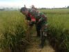 Jelang Panen di Samata, Serma Andi Ansar Bantu Petani Usir Hama Burung Demi Amankan Padi Seluas 1 Hektare