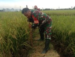 Jelang Panen di Samata, Serma Andi Ansar Bantu Petani Usir Hama Burung Demi Amankan Padi Seluas 1 Hektare