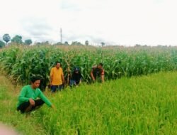 Babinsa Tamallayang Kawal Pemeliharaan Padi Inpari 32 dan Mekongga Demi Tingkatkan Hasil Panen Gowa