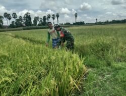 Tingkatkan Ketahanan Pangan, Babinsa Tanrara Dampingi Petani Bersihkan Pematang Padi di Lahan 50 Are