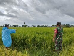 Dukungan Ketahanan Pangan, Babinsa Bontolangkasa Selatan Kawal Pemeliharaan Padi Irigasi Pompa Sumur Bor