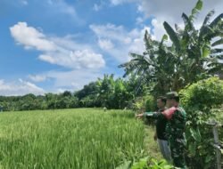 Wujud Sinergi TNI-Petani, Babinsa Bajeng Beri Motivasi Petani Bersihkan Pematang Sawah di Bonto Biraeng Utara