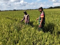 TNI Hadir di Sawah, Babinsa Bontonompo Selatan Motivasi Petani Tingkatkan Ketahanan Pangan Nasional