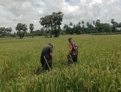 Tingkatkan Swasembada Pangan Sertu Firman Kawal Lahan 10 Are Poktan Salambeka 2, Motivasi Petani Bontonompo Selatan