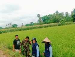 Wujud Sinergi TNI-Petani, Babinsa Bontonompo Pastikan Pemeliharaan Padi Optimal Demi Swasembada Pangan Gowa  GOWA – Kopda Syahrir