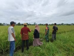 Babinsa Gowa Dampingi Petani, Tingkatkan Hasil Ketahanan Pangan