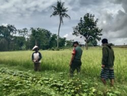 Dukung Ketahanan Pangan, Babinsa Tanrara Kawal Pemeliharaan Padi Tanam Manual dengan Irigasi Pompa Sumur Bor