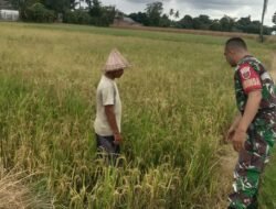 Aksi Nyata Babinsa Gowa Turun ke Sawah Pantau Pemeliharaan Padi Kelompok Tani Salambeka 2