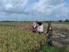 Dukung Swasembada Pangan, Babinsa Serka Mustika Kawal Pemeliharaan 10,60 Ha Padi Poktan Juluatia 1 di Bontonompo