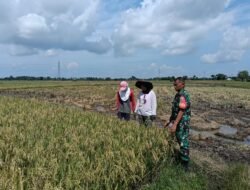 Dukung Swasembada Pangan, Babinsa Serka Mustika Kawal Pemeliharaan 10,60 Ha Padi Poktan Juluatia 1 di Bontonompo