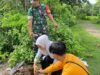 Aksi Hijaukan Bajeng, Babinsa dan Mahasiswa KKN UNM Tanam Puluhan Pohon Mahoni di Kelurahan Kalebajeng
