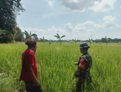 Cetak Swasembada Pangan, Babinsa Bontonompo Motivasi Petani Bersihkan Pematang Sawah di Poktan Rambaka