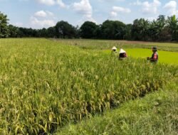 Semangat Babinsa Bontonompo Gowa Dampingi Petani, Dorong Peningkatan Hasil Panen Melalui Tanam Manual