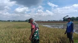 Kemanunggalan Babinsa Bontolangkasa Utara Dampingi Petani Tanam Manual, Demi Sukseskan Program Ketahanan Pangan Gowa