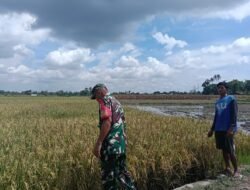 Kemanunggalan Babinsa Bontolangkasa Utara Dampingi Petani Tanam Manual, Demi Sukseskan Program Ketahanan Pangan Gowa