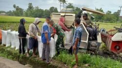 Wujudkan Swasembada Pangan, Babinsa Romanglasa Dampingi Petani Panen 40 Are Padi Inpari