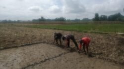 Sinergi di Sawah: Babinsa dan Poktan Sejahtera Bontonompo Bersatu Jaga Bibit Unggul Demi Ketahanan Pangan Gowa