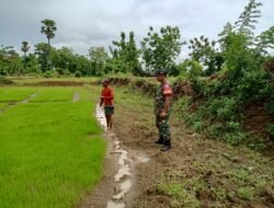 Sukseskan Program Pangan: Babinsa Gowa Dampingi Petani Jaga Kualitas Bibit Padi Unggul