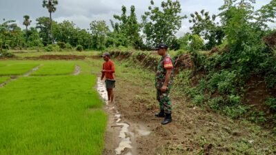 Sukseskan Program Pangan: Babinsa Gowa Dampingi Petani Jaga Kualitas Bibit Padi Unggul