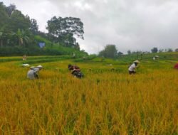 Dukung Penuh Swasembada Pangan Nasional Babinsa Tinggimoncong Dampingi Petani Bontomanai