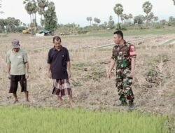 Babinsa Bontonompo Dampingi Petani, Jaga Ketahanan Pangan dengan Perawatan Intensif