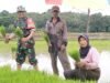 Babinsa Bontomarannu Turun ke Sawah: Serma Abd Karim Dampingi Petani Tingkatkan Produksi Pangan di Gowa