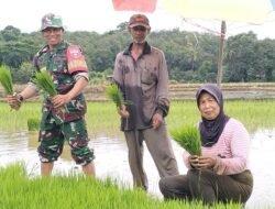 Babinsa Bontomarannu Turun ke Sawah: Serma Abd Karim Dampingi Petani Tingkatkan Produksi Pangan di Gowa