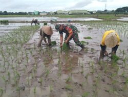 Petani Gowa Semangat Tanam: Babinsa Serka Herman J Wujudkan Program Ketahanan Pangan