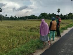 Sinergi di Garis Depan Pangan: Babinsa Sertu Junaedi Turun ke Sawah Rawat Padi Inpari 42 di Bontonompo
