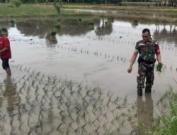 Pantang Surut di Lahan Tadah Hujan: Babinsa Sertu Firman Dampingi Petani Salajangki Tanam Padi “Pemburu”