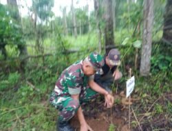 Sinergi Hijau di Dusun Datara: Danramil 07 Tompobulu Kawal Penanaman Pohon Serentak