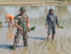 Turun ke Sawah Tadah Hujan, Sertu Firman Motivasi Petani Salajangki Kejar Target Ketahanan Pangan