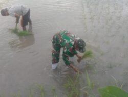 Pacu Swasembada Pangan, Babinsa Bontonompo Turun Sawah Dampingi Petani Poktan Katangka