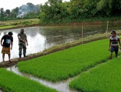 Kawal Ketahanan Pangan, Babinsa Salajo Pantau Langsung Pemeliharaan Bibit Padi Inpari