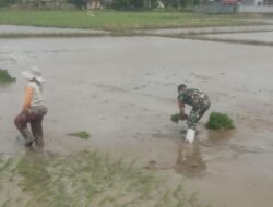 Aksi Nyata Ketahanan Pangan: Babinsa Bontonompo Kawal Penanaman Padi 16 Hektar di Poktan Bunga Barania