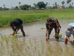 Dukung Ketahanan Pangan, Babinsa Kodim 1409/Gowa Terjun Langsung Kawal Penanaman Padi di Lahan Tadah Hujan
