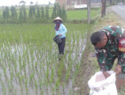 Aksi Nyata Ketahanan Pangan: Babinsa Kodim Gowa Dampingi Penanaman 16 Hektar Padi di Pabundukang  GOWA – Mengawali tahun 2026